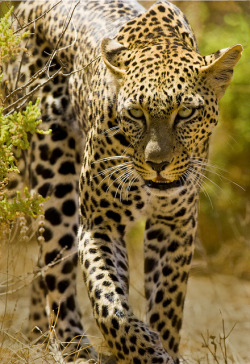 tigersandcompany:  Leopard (by DavidCIrey)  I want it