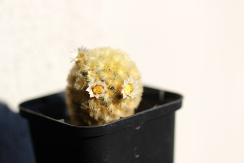 Mammillaria carmenaeマミラリア カルメナエ