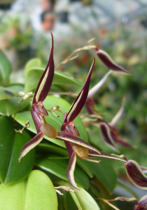 orchid-a-day:    Stelis mystax  Syn.:   Pleurothallis mystax;  Mystacorchis mystax March 4, 2020 