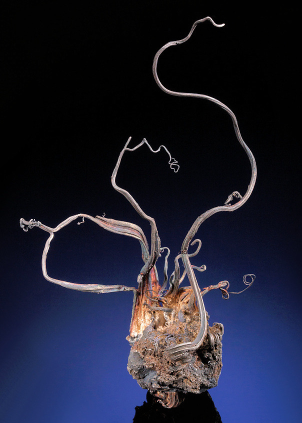 hematitehearts:     Native Silver Wires Rising High atop Acanthite covered Matrix