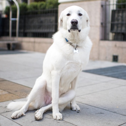 thedogist:Luna, Great Pyrenees (2 y/o), 14th &amp; Arapahoe St., Denver, CO • “She on