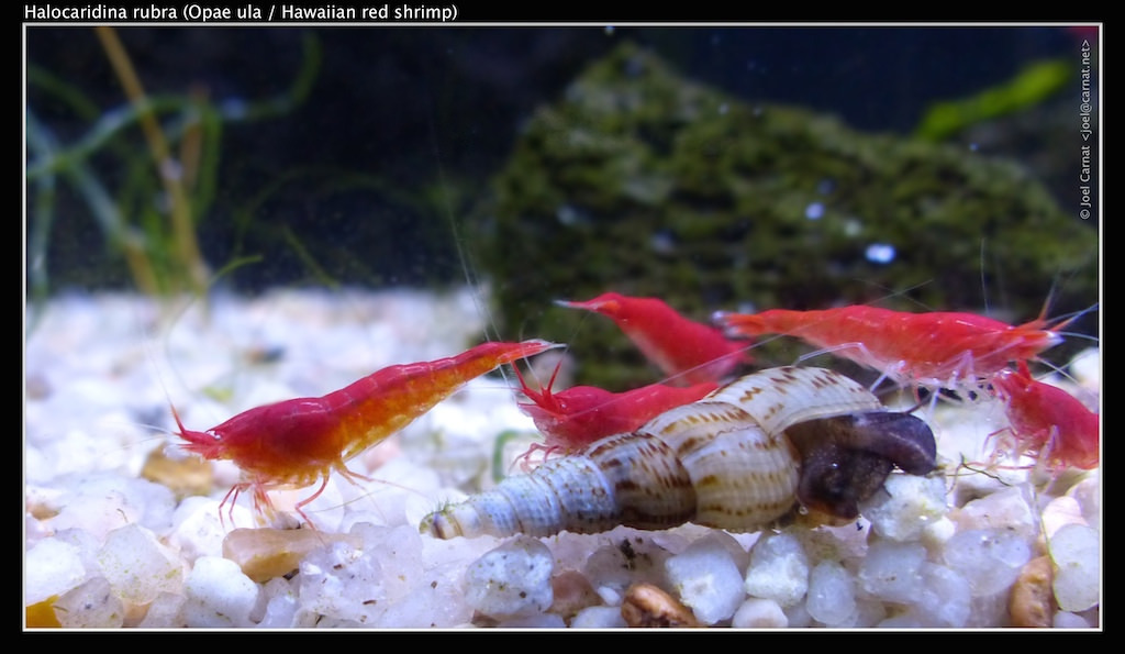 Sealed shrimp tanks/ecosystems: Maybe Don’t
