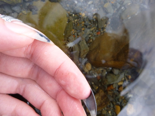Look at this tiny little crayfish! It’s smaller than my thumbnail.In the last two pictures you can s
