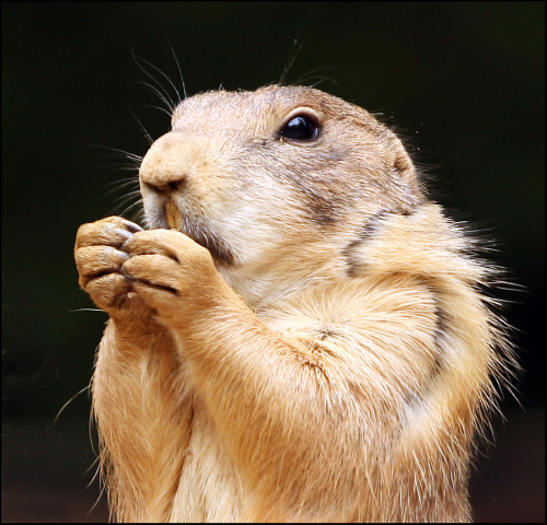 The amazing prarie dog. Did you know that prarie dogs are known for having their own language? They 