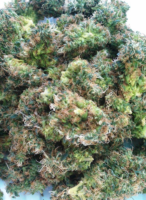 cannabisworldnews:  A little collection of pics i just found on my HD, for all my