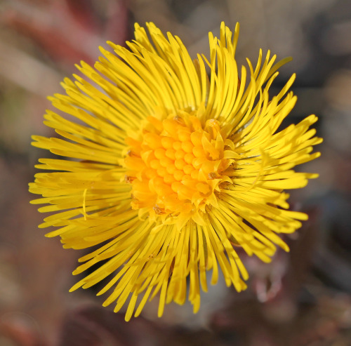 Coltsfoot (Tussilago farfara). Tussilago or häshov in Swedish.