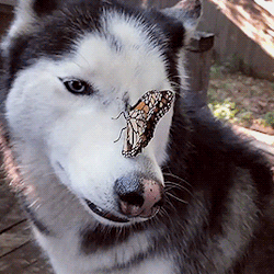 Springcottage:  Fluffyhuskytales On Ig