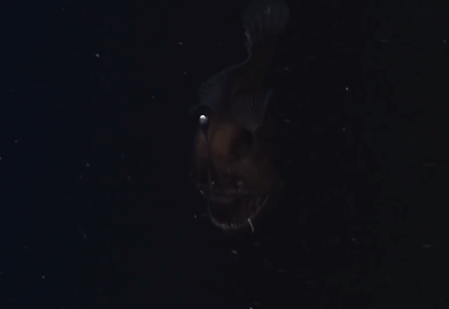 strangebiology:  This is the first known footage of the “Black Seadevil,” a species of anglerfish.  The deep sea anglerfish is famous for the bioluminescent lure the females have on their foreheads, which are meant to draw prey near to their gaping