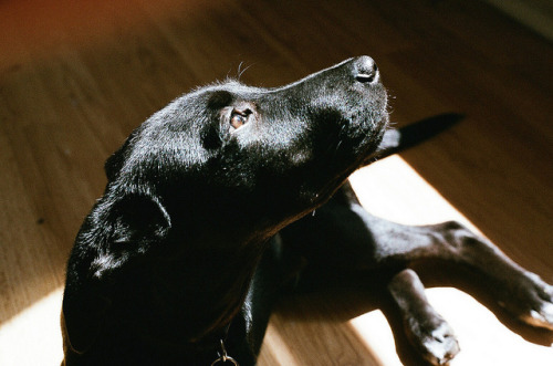 defiantely:sunshine theo by maureen_sill on Flickr.