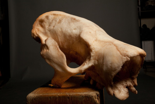 Giant Sloth Skull.