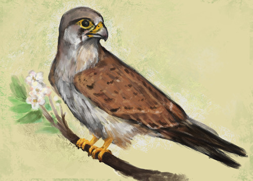 Giveaway prize for @dr-runs-with-scissors ! They asked for an Eurasian kestrel and this was really g