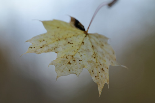 Faded. Vrmland, Sweden (October 15, 2014).