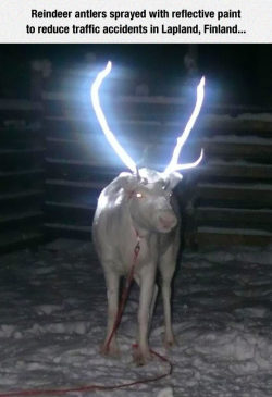 srsfunny:Clever Reindeer Antlers The local