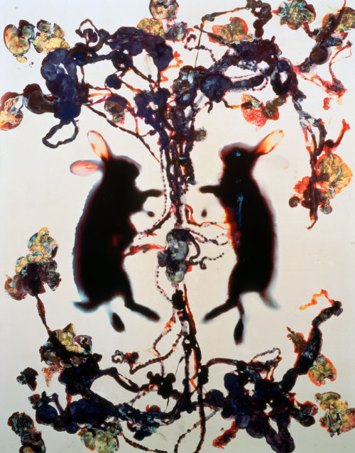 facesauce-blog:Love by Adam Fuss. This is a color cibachrome photogram of a rabbit cut in half and i