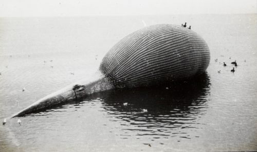 Eric Douglas.    Lantern Slide - A Dead Whale Blown Up With Its Own Gas, BANZARE Voyage 2, Antarctic