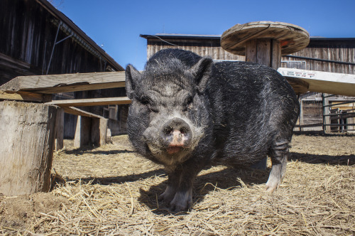 Wishing Well Sanctuary, in Bradford, Ontario, has started having their tour days.  They are trying o