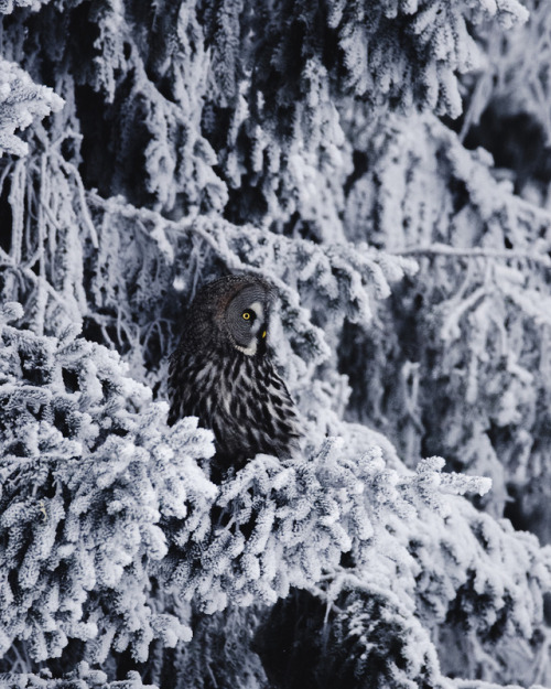 Great Grey Owl by Niilo Isotalo instagram.com/niiloi