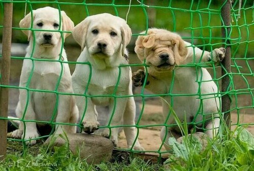 stunningpicture:  The three degrees of curiosity