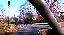 paigematthews:  Terra’s Endless List of Favourite Films →  Jumanji (1995) 