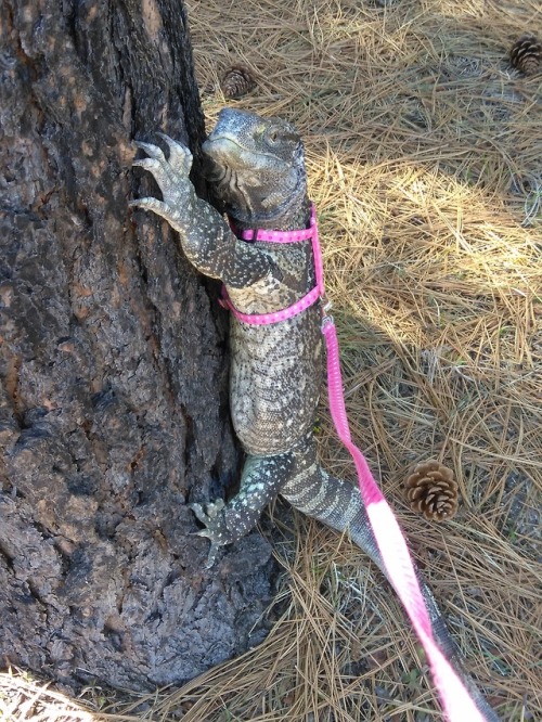 Khan enjoys a walk in the sun.