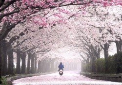 beifongkendo:Cherry blossoms in Kyoto (at Arashiyama and along the Philosopher’s Path)