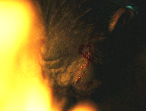 War For The Planet Of The Apes (2017)