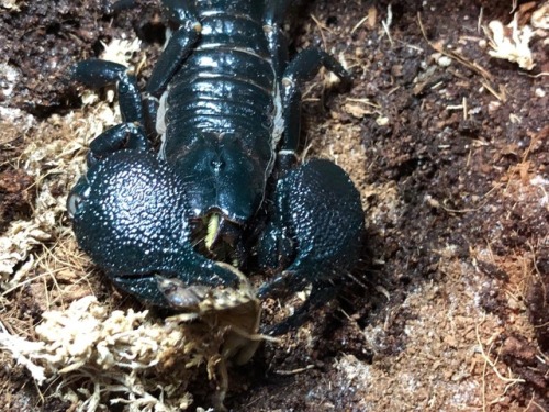 A few pictures capturing how a scorpion eats. A lot of people don’t realize they have two ‘arms’ tha