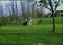 irontemple:  sizvideos:    Dog Steals hose