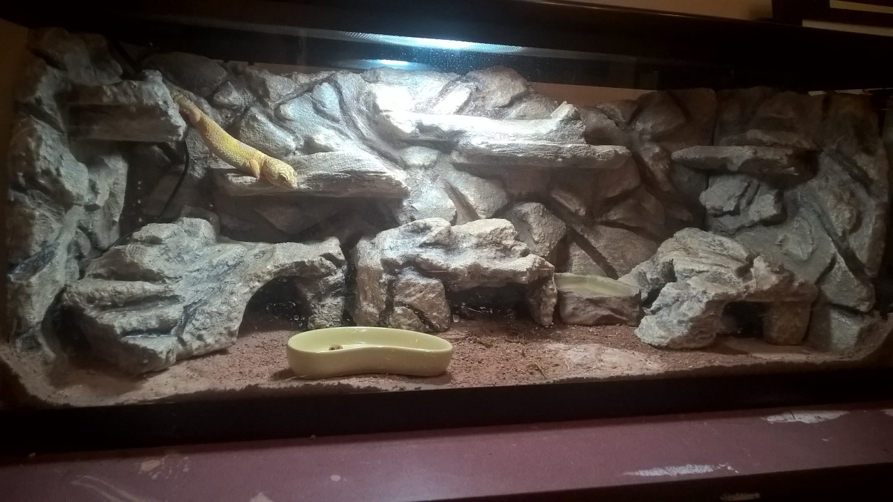 Using excavator clay in my Leopard Gecko enclosure 