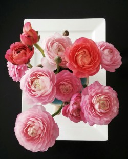 decoresflores:  http://decoresflores.tumblr.com