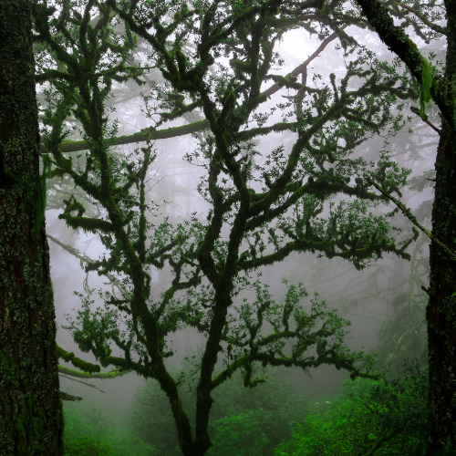 steepravine:Bay Laurel In Foggy Forest(Marin, California - 5/2015)