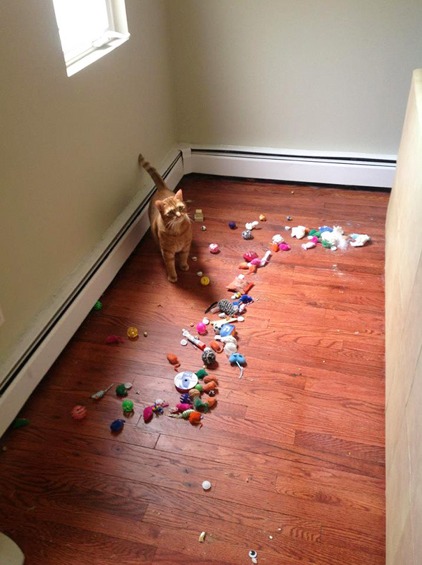 18 gatos que NO pudieron esconder sus tesoros mucho tiempo