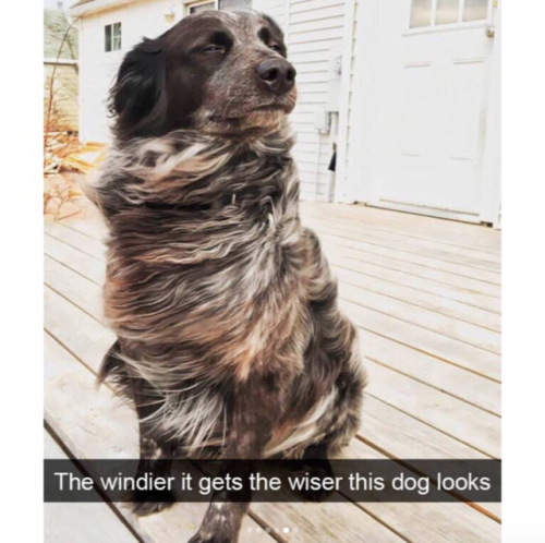 babyanimalgifs:These cute dog snapchats will make your day