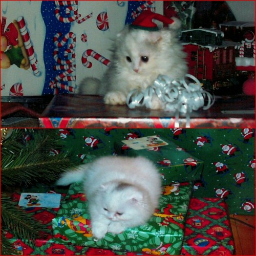 Furrari on Christmas 1998. He was an actual gift. He passed in 2014. And he was a good, sweet little