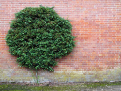 androphilia: espalier by hockadilly, 2011