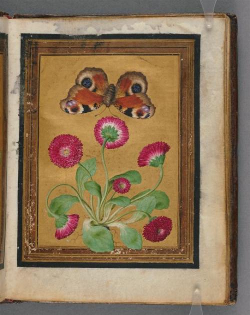 heaveninawildflower:Paintings of flowers, butterflies and insects by Jacques Le Moyne de Morgues. Be