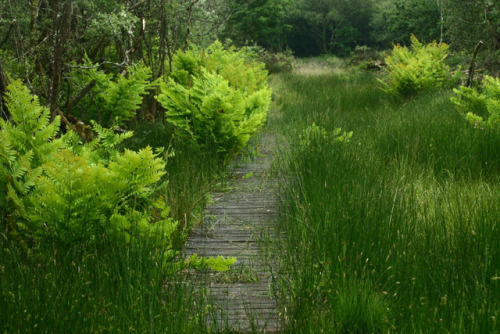 Pond with cottongrass and royal ferns by Mike Crowle