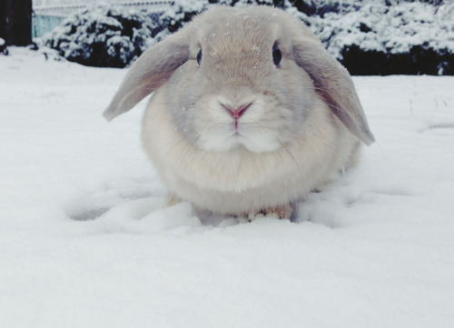daughterofhungryghosts:  Snow bunny! They’ve never seen the snow before! The little princesses