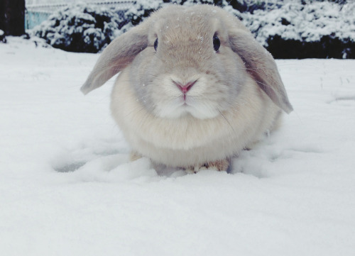 daughterofhungryghosts:  Snow bunny! They’ve never seen the snow before! The little princesses