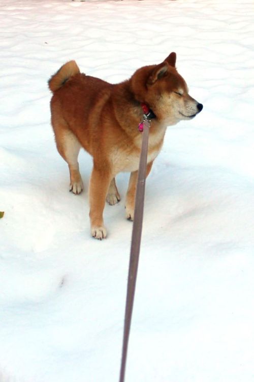 sasaq:(via Shiba Inu Nanu/柴犬Nanu)