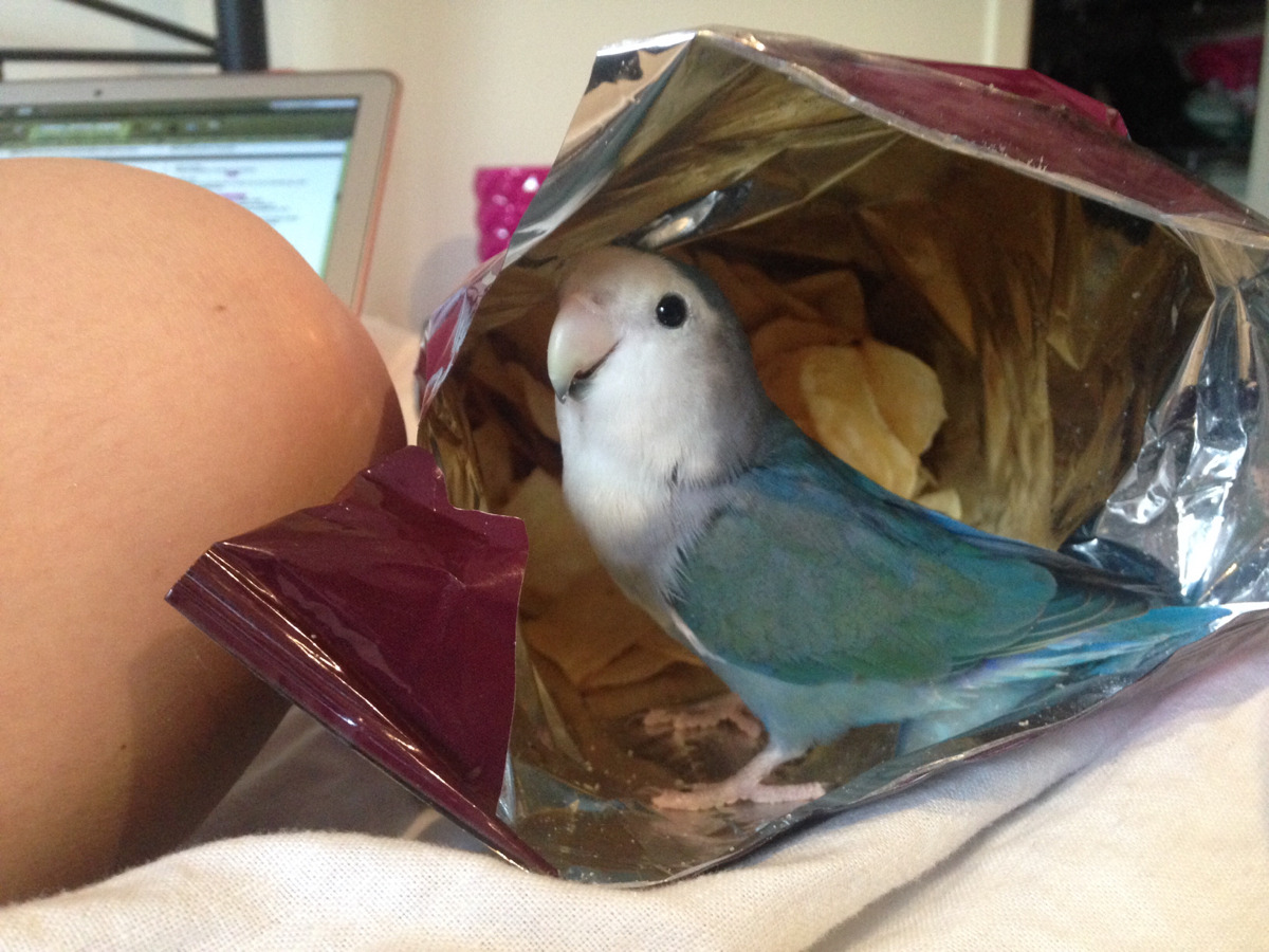 bird-bum:  Reached for a chip and the chips bit back 