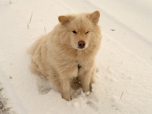 in his element ❄️