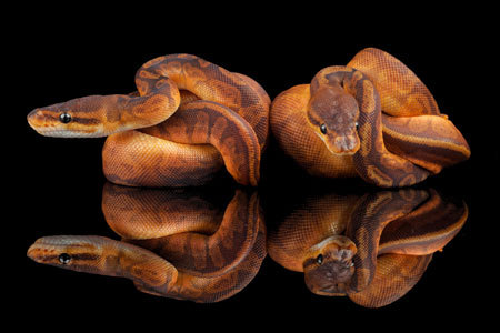 brian barczyk snake bedding