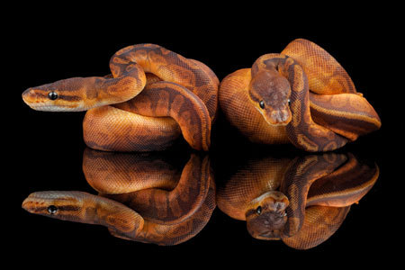 photo Sunset Ball Python For Sale snakebytestv the sunset ball python
