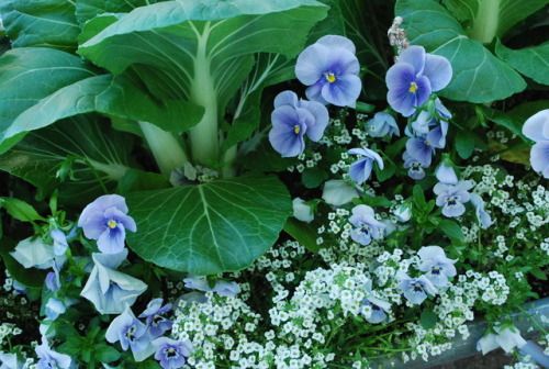 nurturing-nymph: viola flower garden