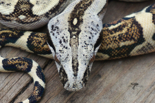 crispysnakes:Dragonwell - Russo Yellow line Long tail boa (Boa c. longicauda)