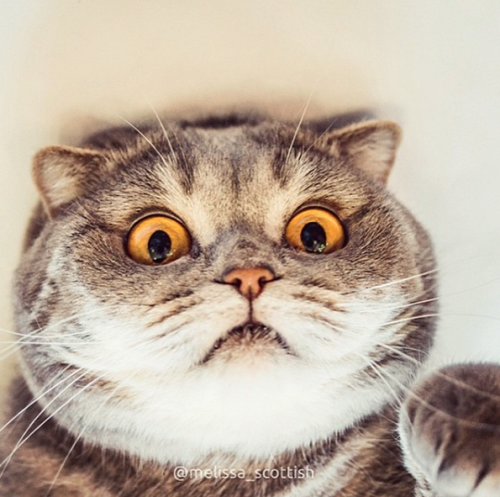 catsbeaversandducks:Her Name Is Melissa  Melissa has seen things. Terrible things. Photos by ©Meliss