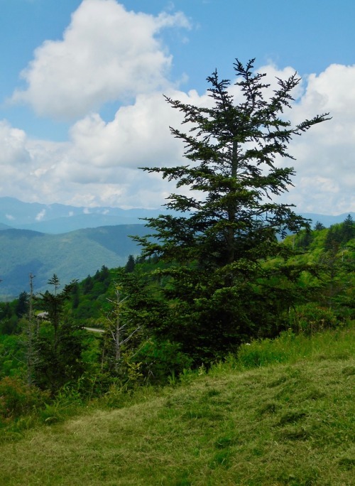 Lone Conifer, Blue Ridge Parkway, Haywood County, North Carolina, 2017.