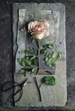 https://69.media.tumblr.com/23f2b5aa4ef39d5be24d0a8c6a33a203/tumblr_ndxwthSaDR1rcf4reo1_500.jpg