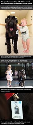 love-this-pic-dot-com:  Giant Schnauzer Helps Sick Children Walk 